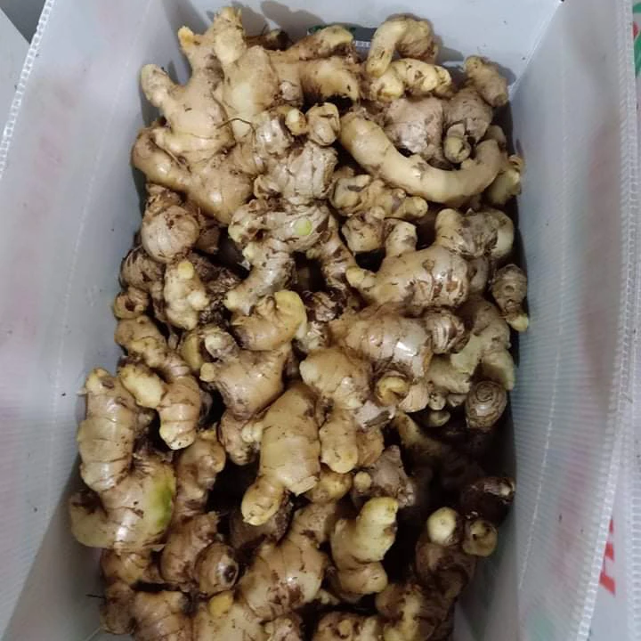 SUPPLY FRESH GINGER  WITH THE BEST PRICE (+84 983 028 718).