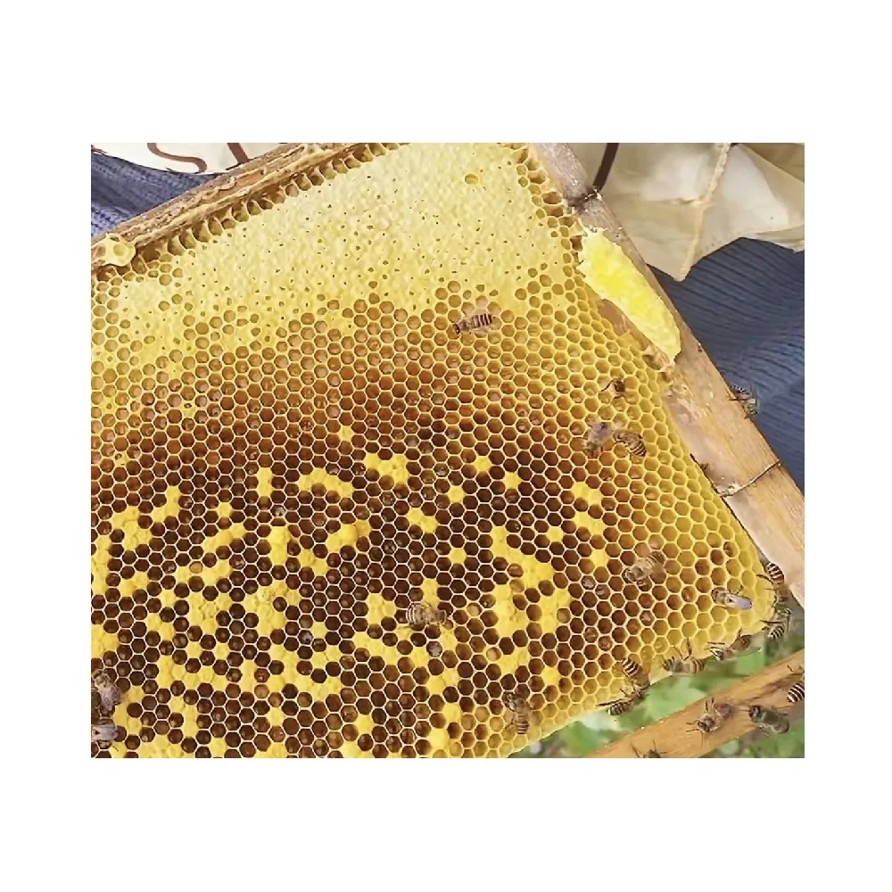 Green Yellow Color Top Selling Hot Quality Best Price Low MOQ Reasonable Price honey raw Mint Honey From Vietnam