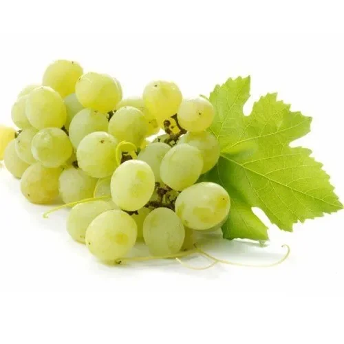 Export Quality Sweet Green Grapes with Good Sweet Content and Flavorful Available at Wholesale Price from Indian Exporter