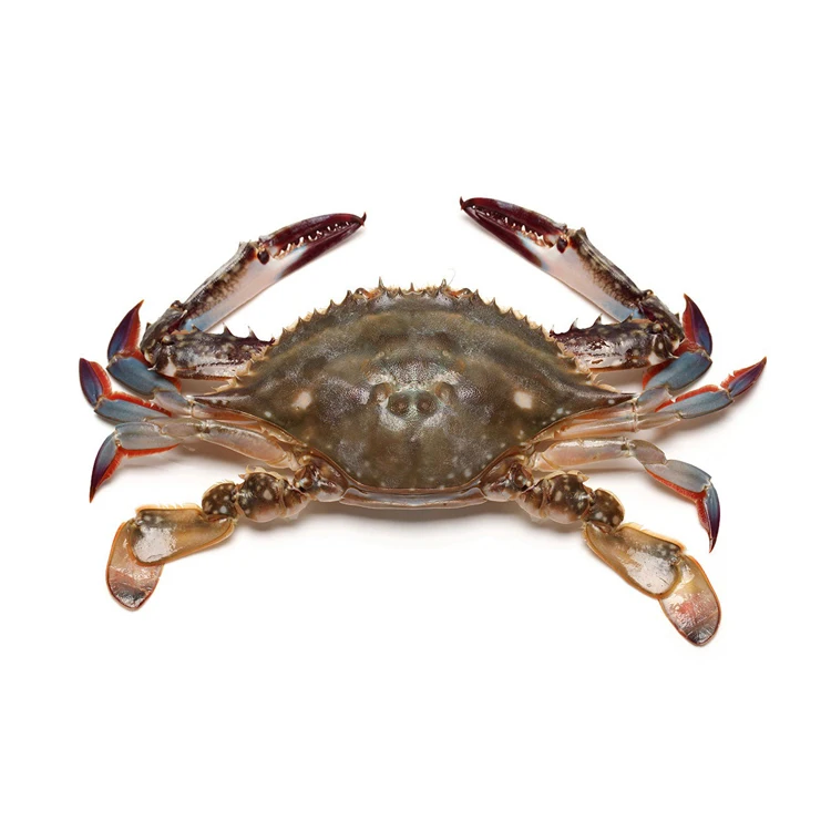 In high quality Blue swimwear Crab body and leg meat frozen seafood meat frozen