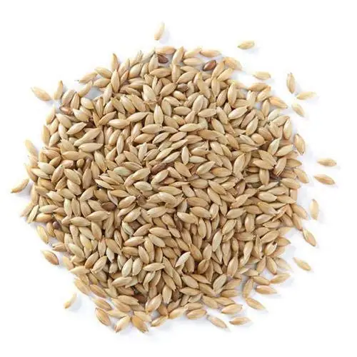 Hot sale Canary Seed for Birds Feed