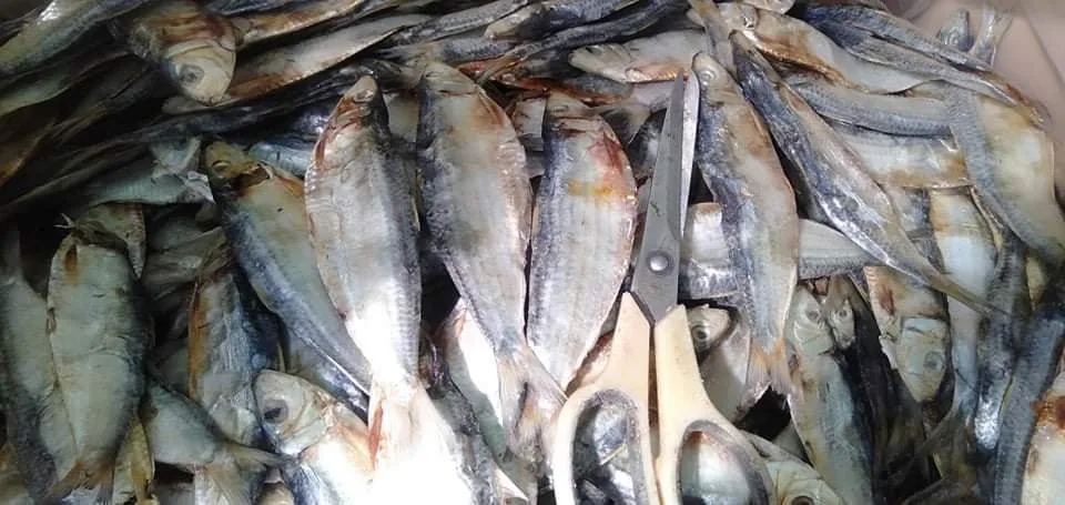 reasonable price dried herring fish herring good fish to eat