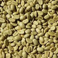 Good Price Coffee seeds High quality Coffee seeds For Sale