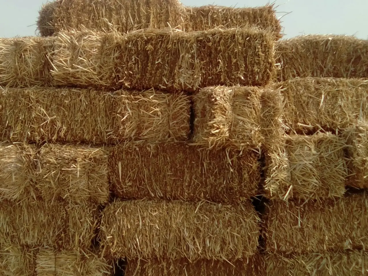 Highest Quality Chopped Pakistani Round Bales Wheat Straw Poultry Animal Feed Wheat Straw Feed Animal Feed Production