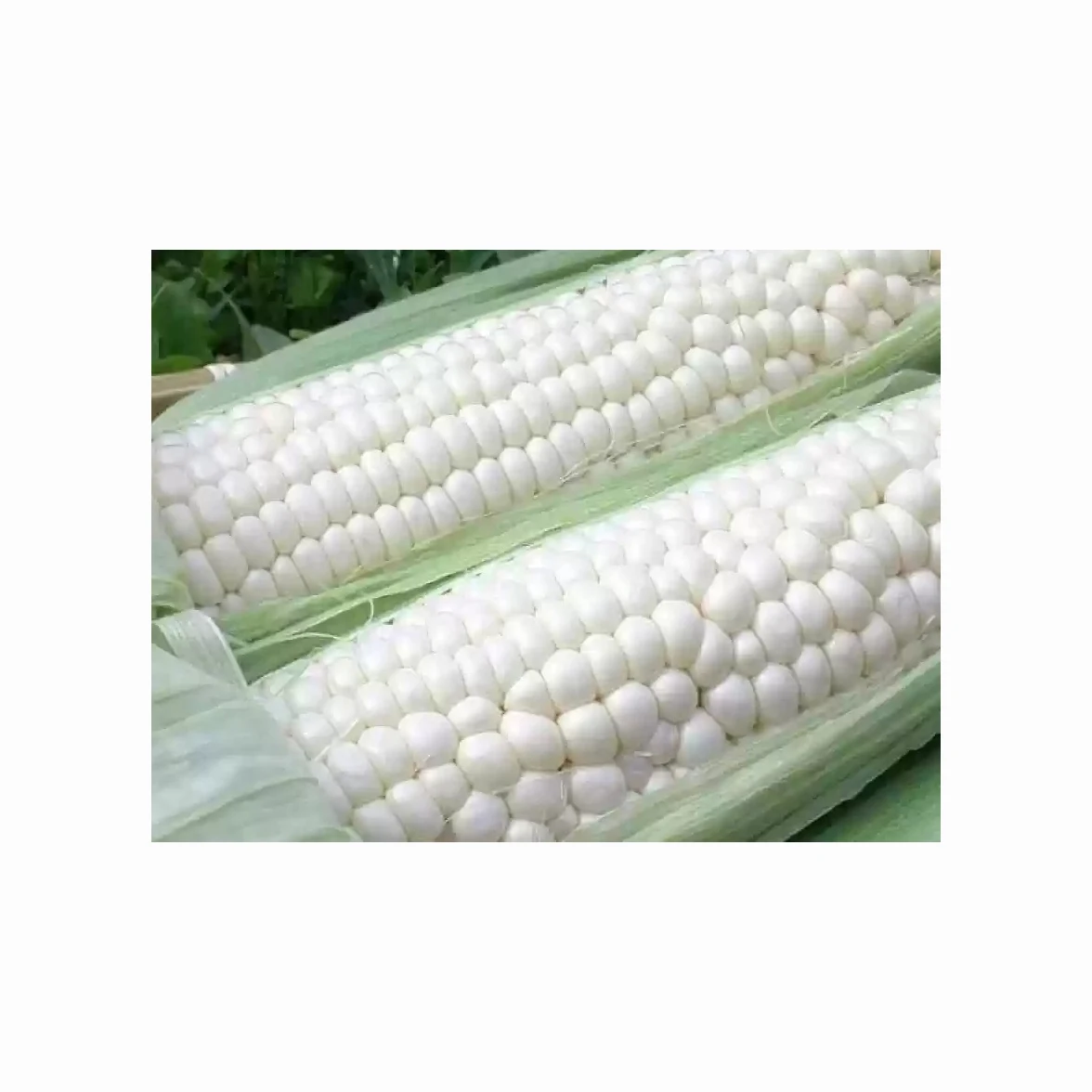 Top Quality White Corn/Maize for Animal Feed/Bulk Yellow-White Corn Suppliers