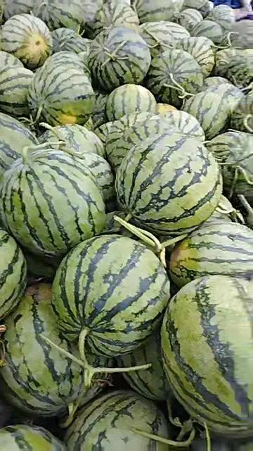 Watermelon Fresh Watermelon vietnam Water Style Organic Weight Origin Type Size Grade Express Product ISO Place Melon PORT