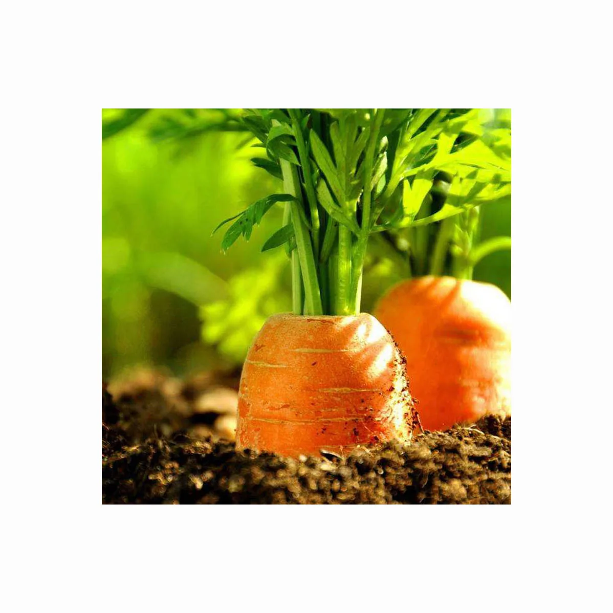 Fresh Carrot / Clean Carrot in Carton / Carrot wholesaler Price