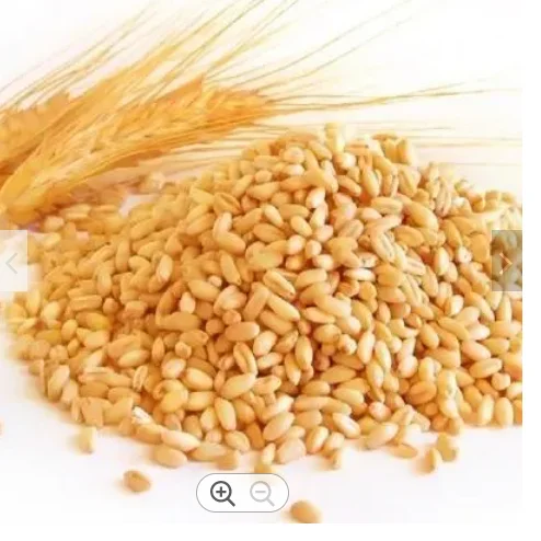 Non GMO Milling Wheat Grain