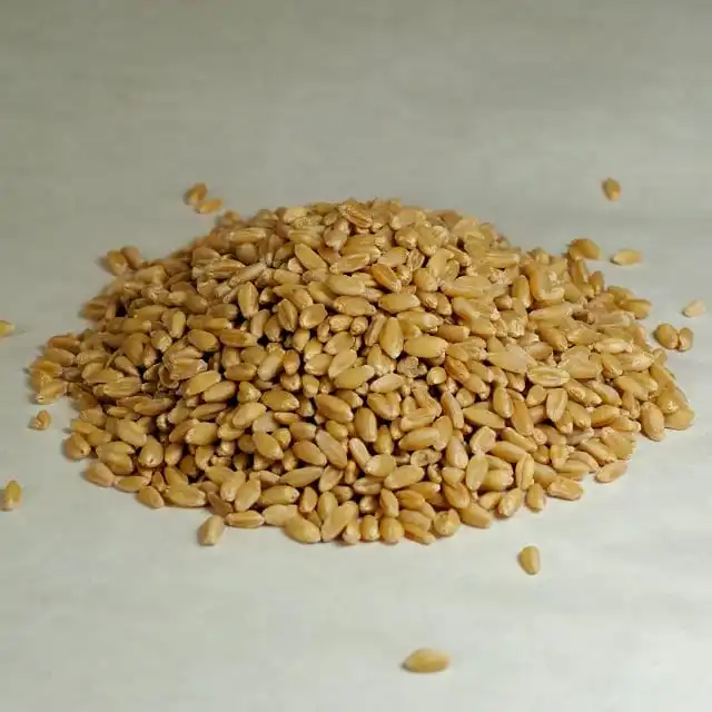 Soft and Hard Wheat Grains / Premium Quality Soft Milling Wheat, wheat grain in bulk for sale