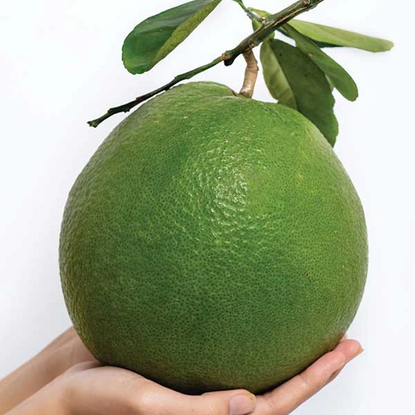 Green Skin Pink Flesh Sweet Common Cultivation Type Grapefruit Pomelo from Vietnam High Quality