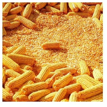 Bulk Dried Kernel Corn 14-15% Moisture Level