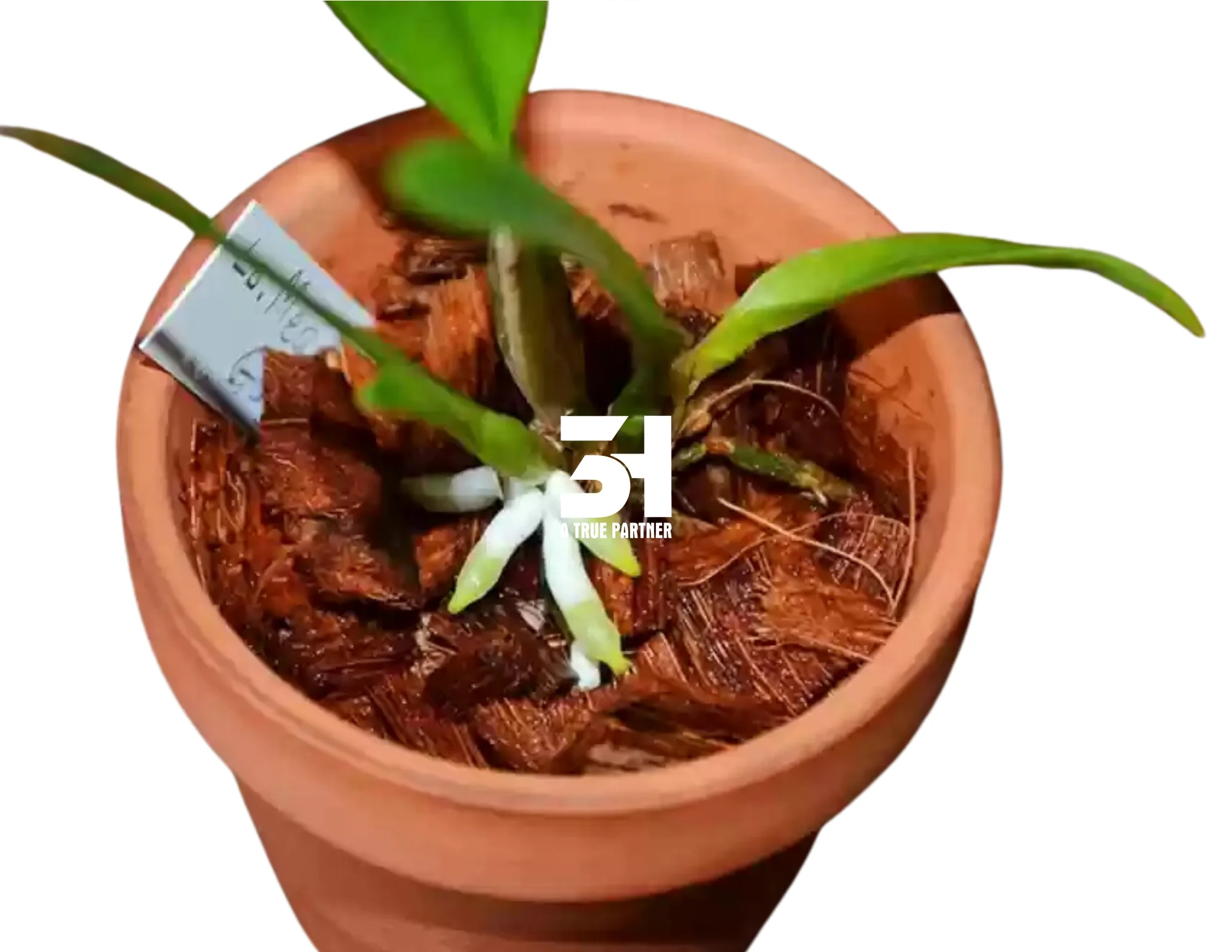 EXPERIENCE GARDENING BLISS WITH  PREMIUM COCONUT HUSK CHIPS FROM VIETNAM - ECO-FRIENDLY EXCELLENCE