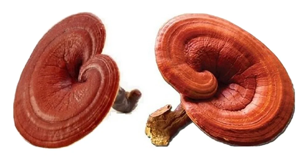 Organic red reishi mushroom high quality from Viet Nam/Premium Red Reishi Mushroom