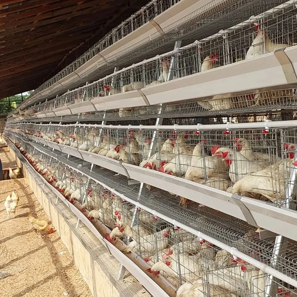Dimension Large Batteries a Type Chicken Cage 500 1000 4 Tier Automatic Chicken Egg Layer Hen Cage for Poultry Farm System Sale