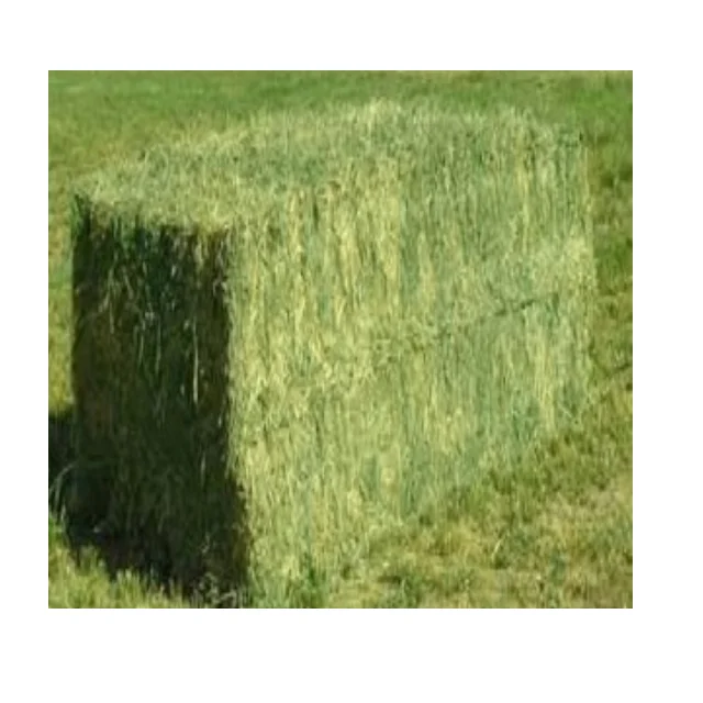 Economical Rhodes Grass Hay for Animal Nutrition Perfect for Pigs Cattle and Horses