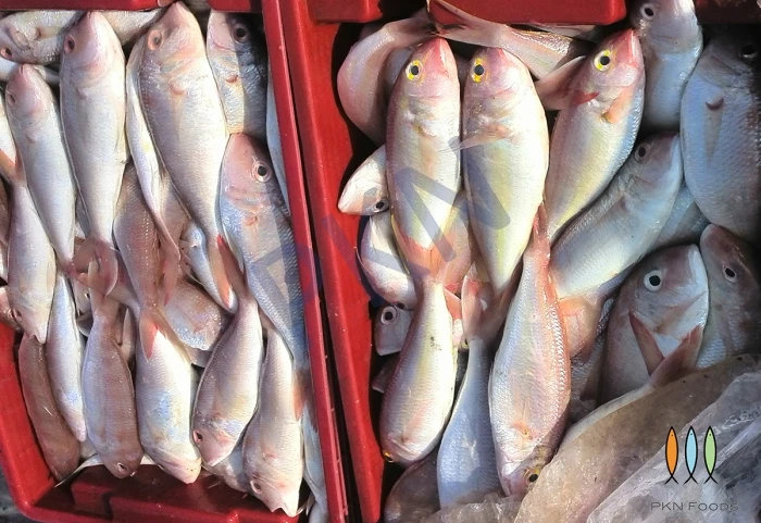 Best Price Good Quality Grade Manufacture Feature IQF Variety Frozen sea fish Threadfin Bream from Vietnam
