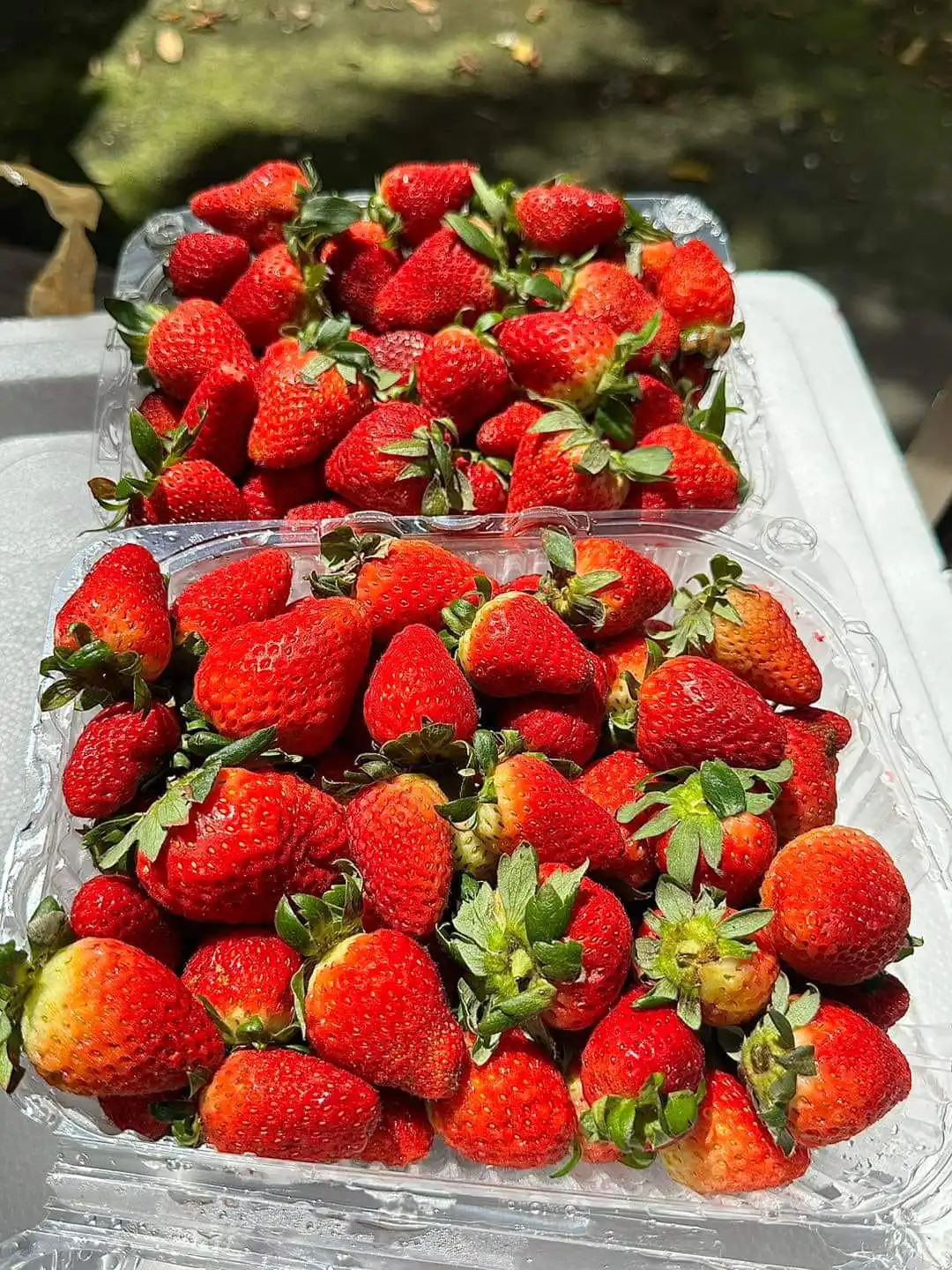 Food Grade Fresh Fruit Product Strawberry with Reasonable Price in VietNam