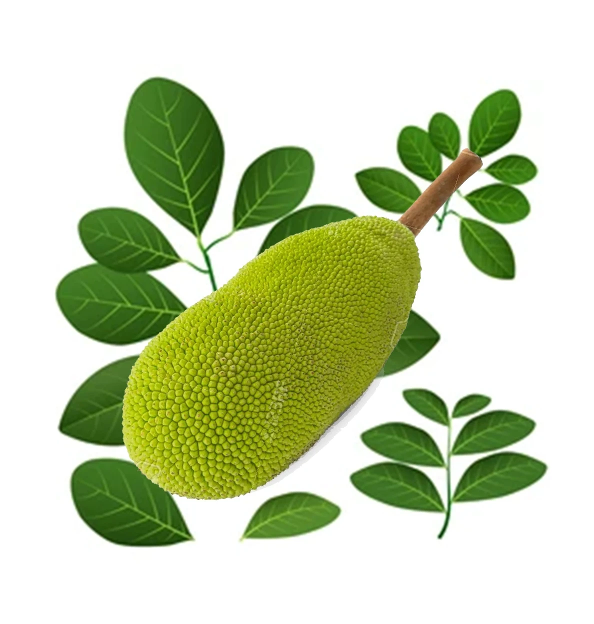 Summer Tropical Fruit Natural Sweet Taste Fresh Jackfruit 100% Organic Yellow Color Competitive Price