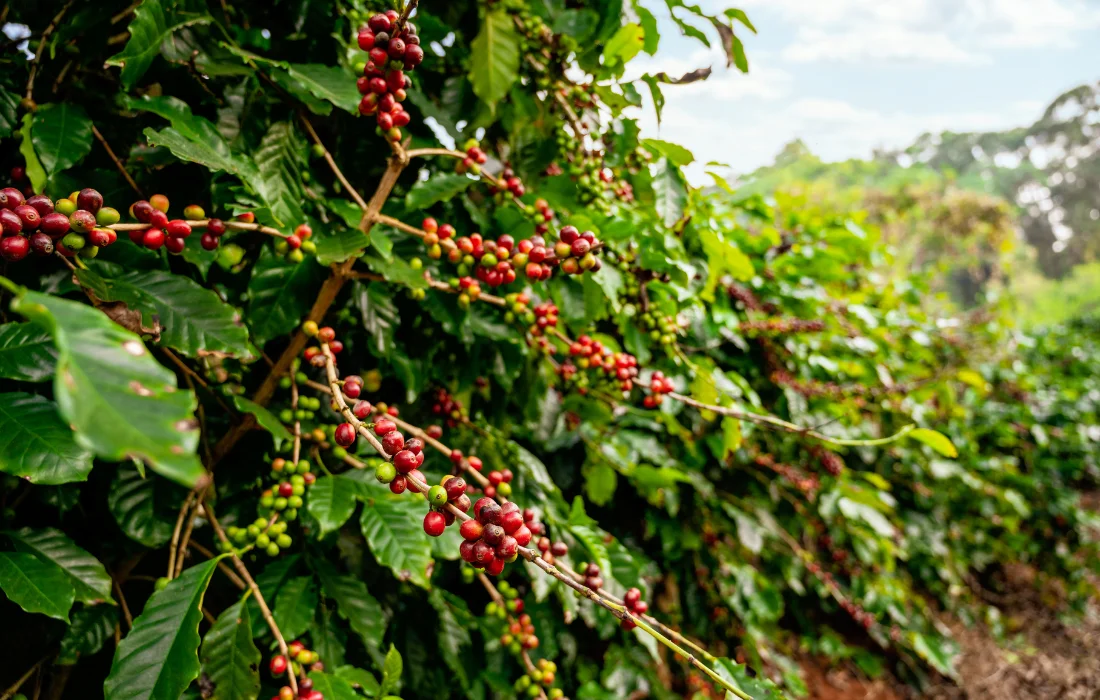 Coffee Beans High Quality First Grade Robusta Green Size 18 Premium Quality 60 Kg COMMON Cultivation with 24 Months Shelf Life