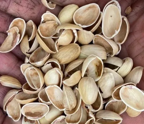 Pistachio Shell