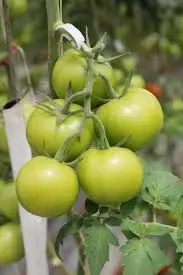 FRESH TOMATOES from Vietnam Green Style GLOBAL GAP Color Weight Origin Type Roma Variety Greenhouse Grade TOMATO Product Place