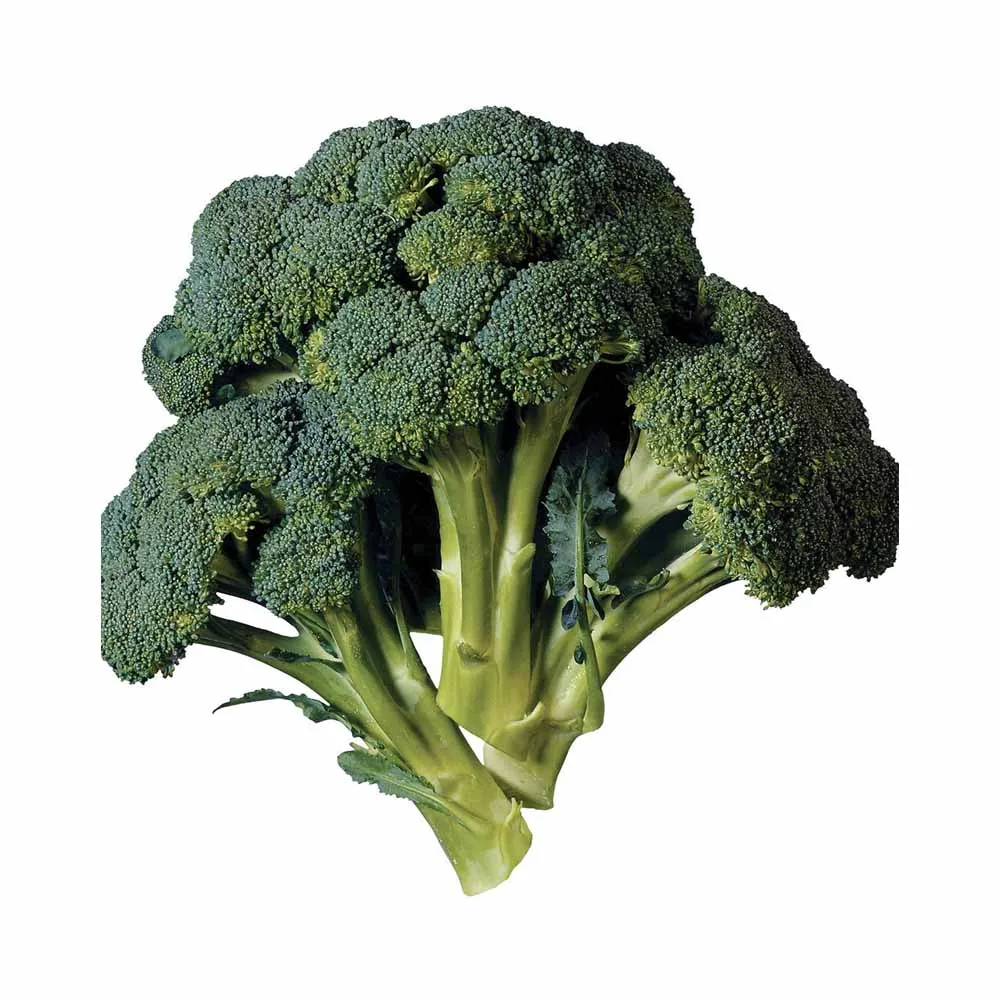 FRESH BROCCOLI with high quality and cheap price 2022 from Vietnam (Wholesale)