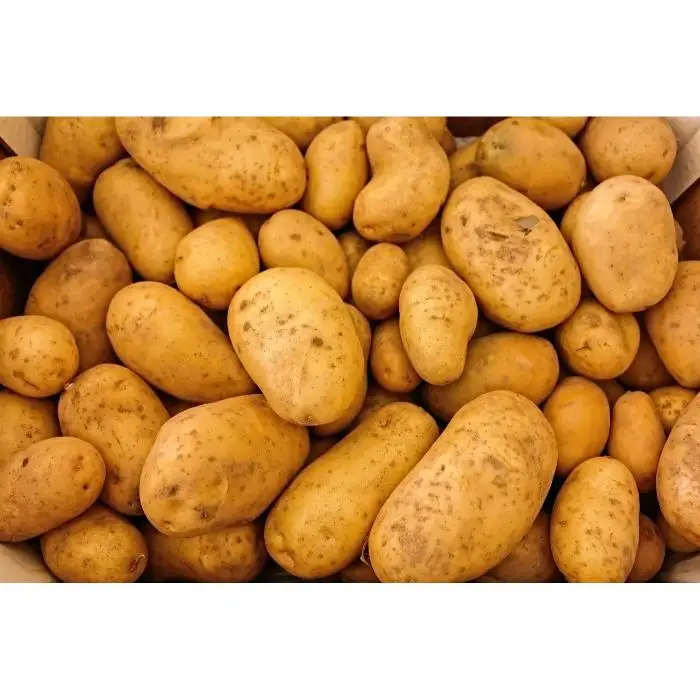 New Crop Yellow Fresh Underground Potatoes Available for Export Selling from Indian Exporter and Supplier