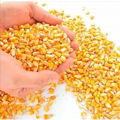 Corn Dried Yellow Corn/Maize High Protein Yellow Maize For Animal Feed, Yellow Corn