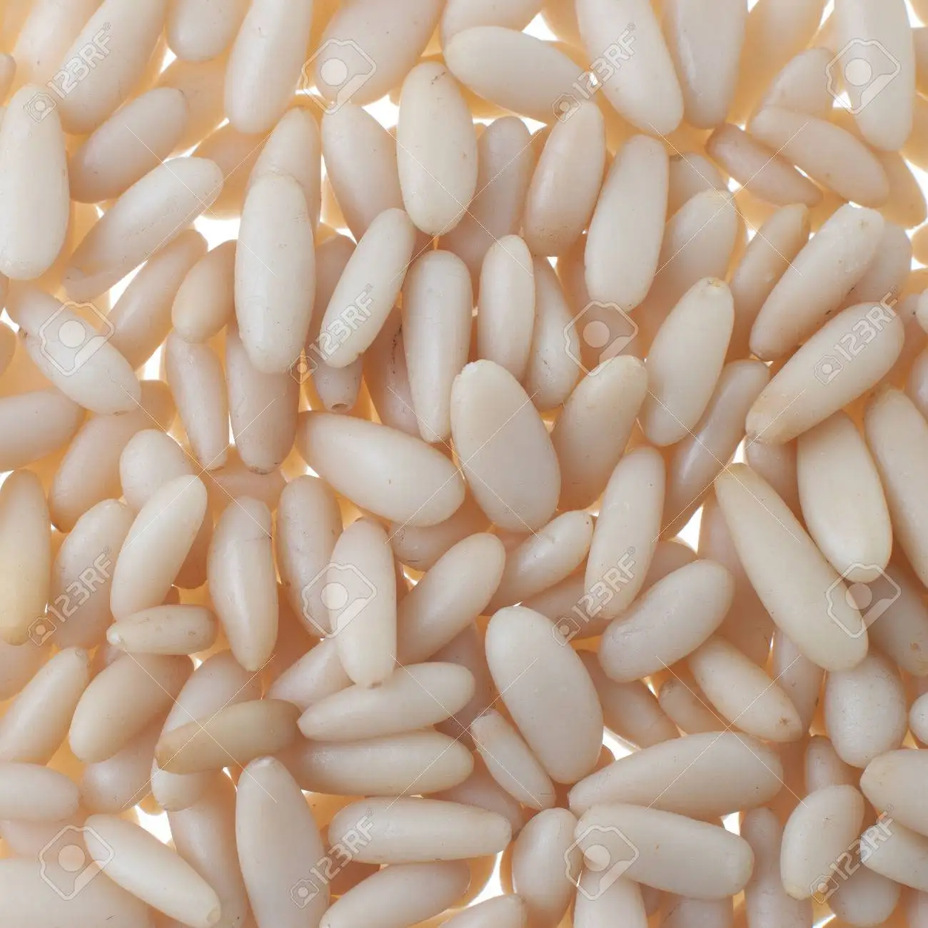 Fresh Dried Pine Nuts for Wholesale Bulk Order Premium Dried Pine Nuts Ideal for Food Processing and Retail