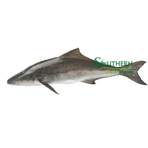 Type weight delicious cooking method high quality seafood Frozen Cobia WR Sea Fish Farm Raised SFF from Vietnam