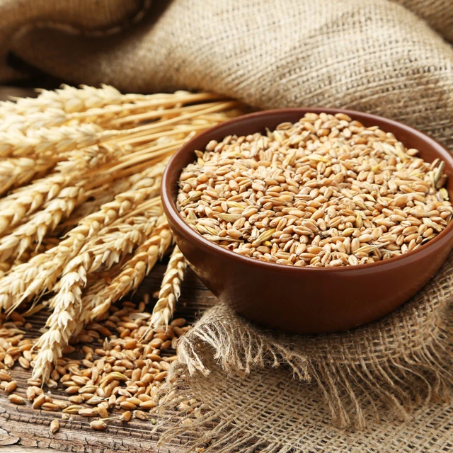 Wholesale Cheap Price Wheat Grain With Customized Packing / 100% High Quality Natural Wheat