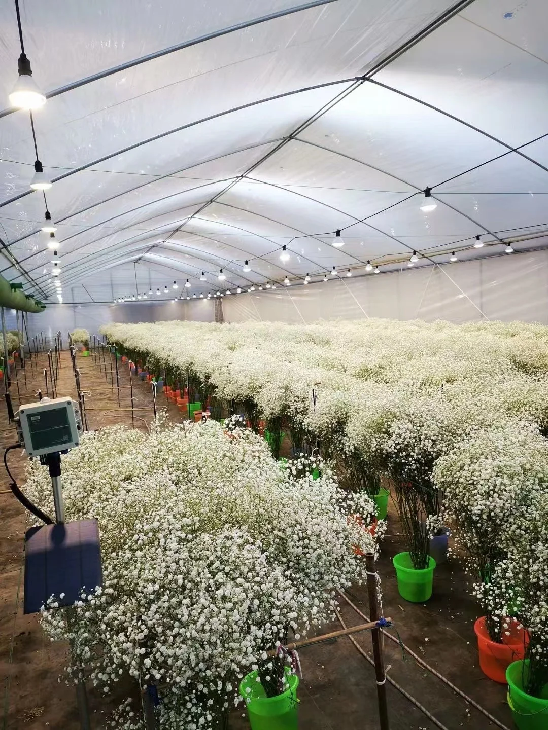 2022 Grow Plant Light 24W Full Spectrum Led Grow light Bulb For Hydropoics Organic Mini Greenhouse