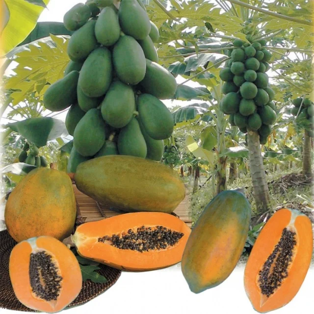 Pink Red Papaya red glory f1