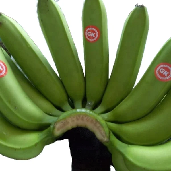 DIRECT CULTIVATON GREEN CAVENDISH BANANA