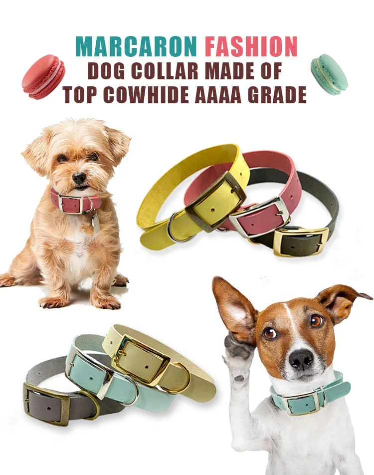 Dog Collar T16-1 N3L03