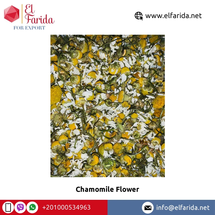 Wholesale Price Top Quality High Nutritious Yellow and White Dried Chamomile Flower Petals TBC Flavor Tea for Bulk Purchase