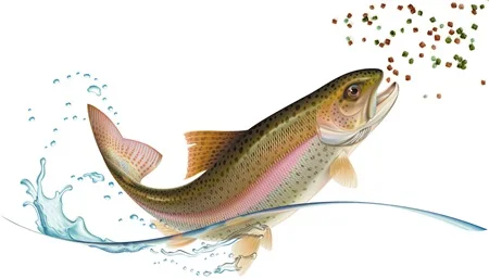 High quality probiotic fish growth booster Feed additive Bacillus subtilis for shrimp