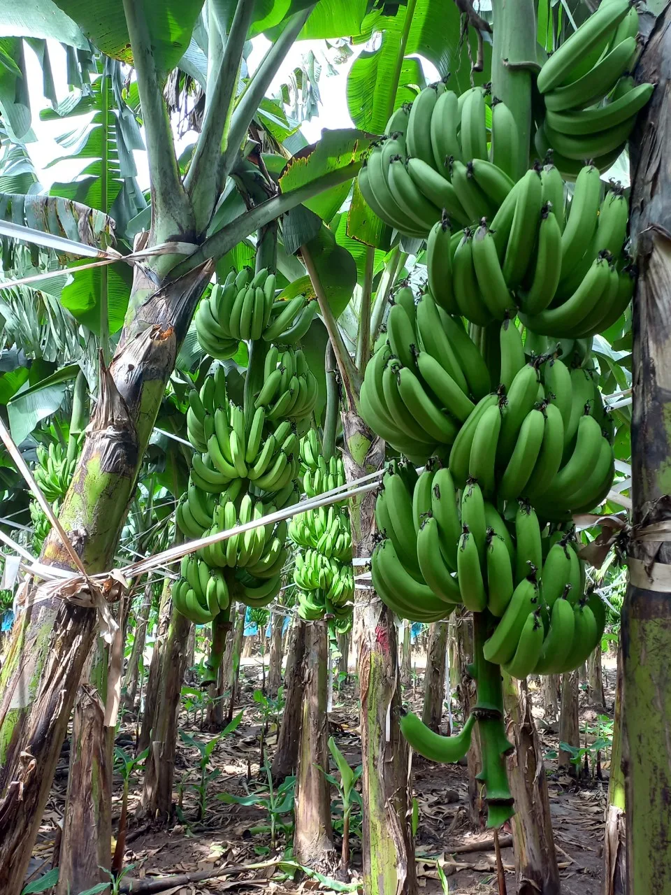 Лидер продаж, вьетнамский свежий банан по индивидуальному заказу, естественный сладкий класс B789, банан Cavendish, низкая цена, минимальный заказ