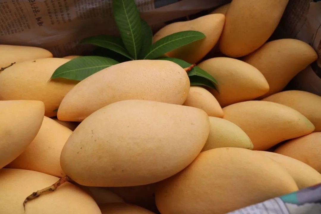 Высококачественное свежее манго из Таиланда, 100% натуральный высококачественный Свежий манго с лучшим вкусом