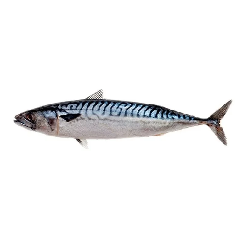 Wholesale Premium IQF Whole Round Horse Mackerel Frozen Horse Mackerel Fish