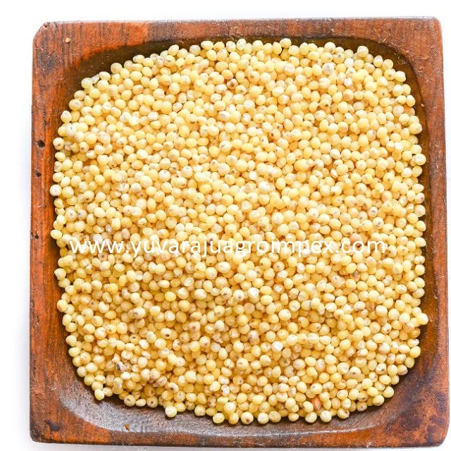 Best Fine Rich Quality Traditional Grain golden yellow Foxtail / Rala  Millet  from Exporters in India