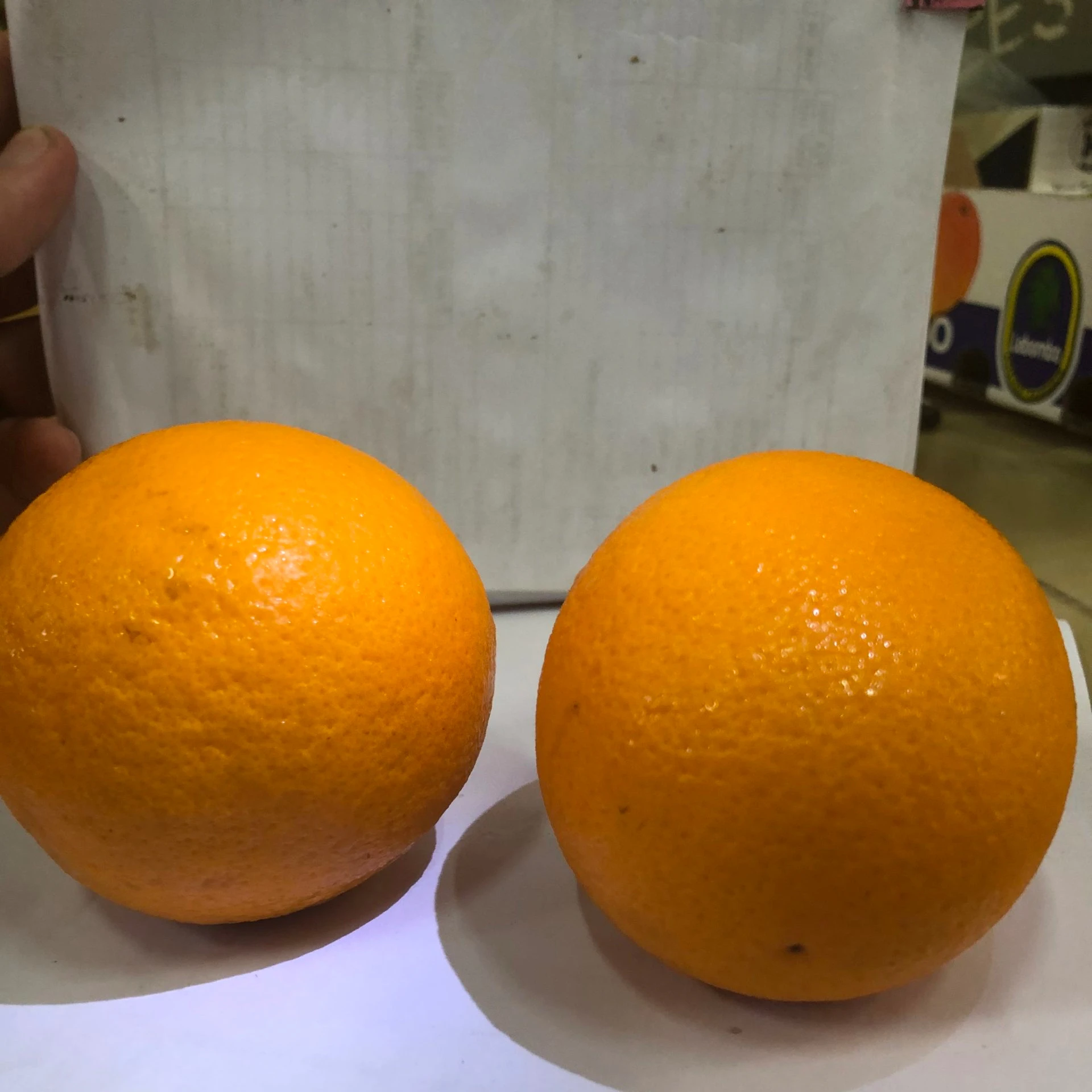 new crop good quality Fresh citrus fruit orange Summer Valencia oranges navel oranges