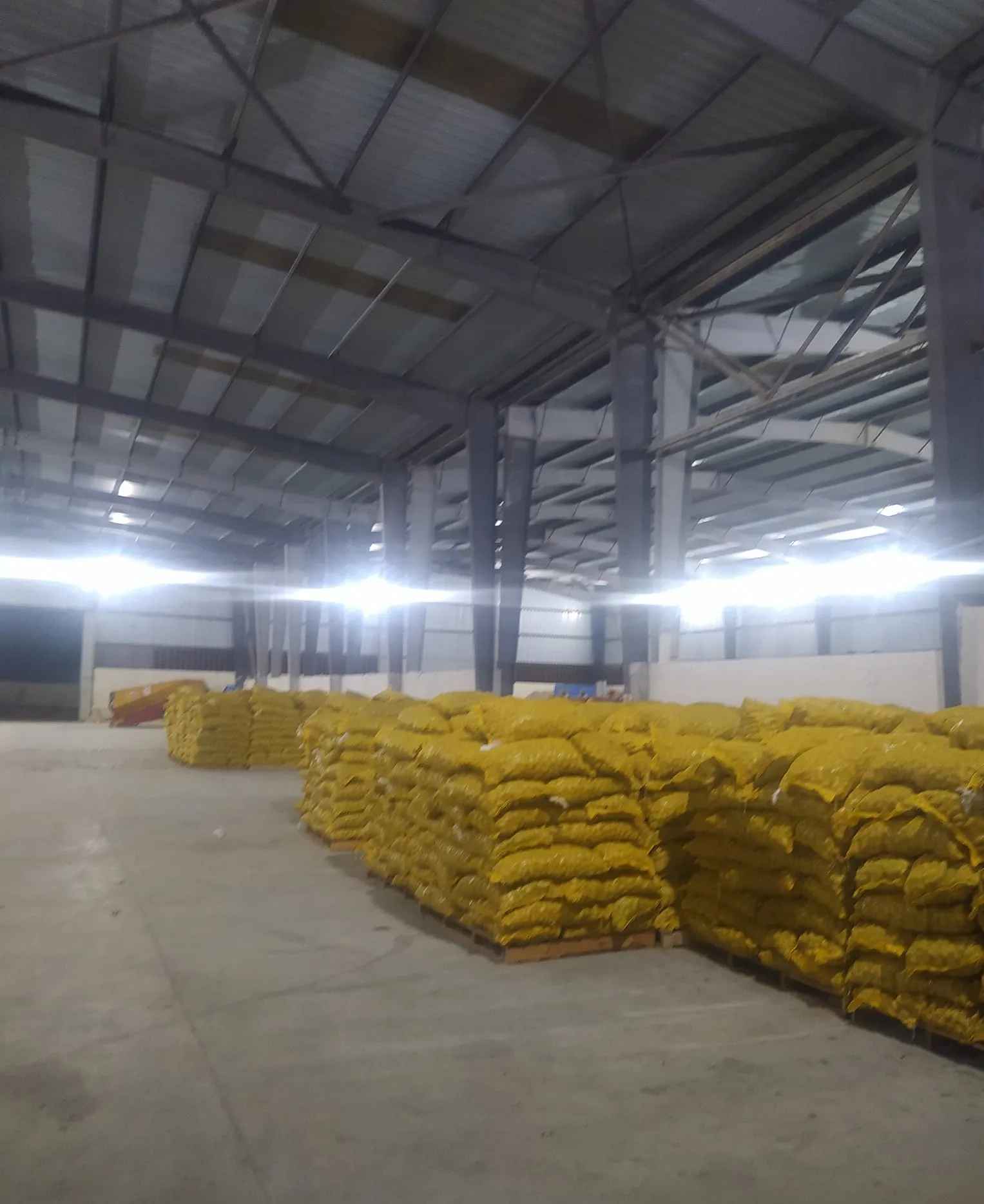 Fresh potatoes from Egypt