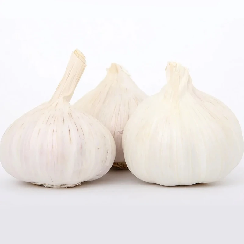5.5 cm Factory Pure White Fresh Garlic Price/ bulk garlic for sale/ garlic from Austria