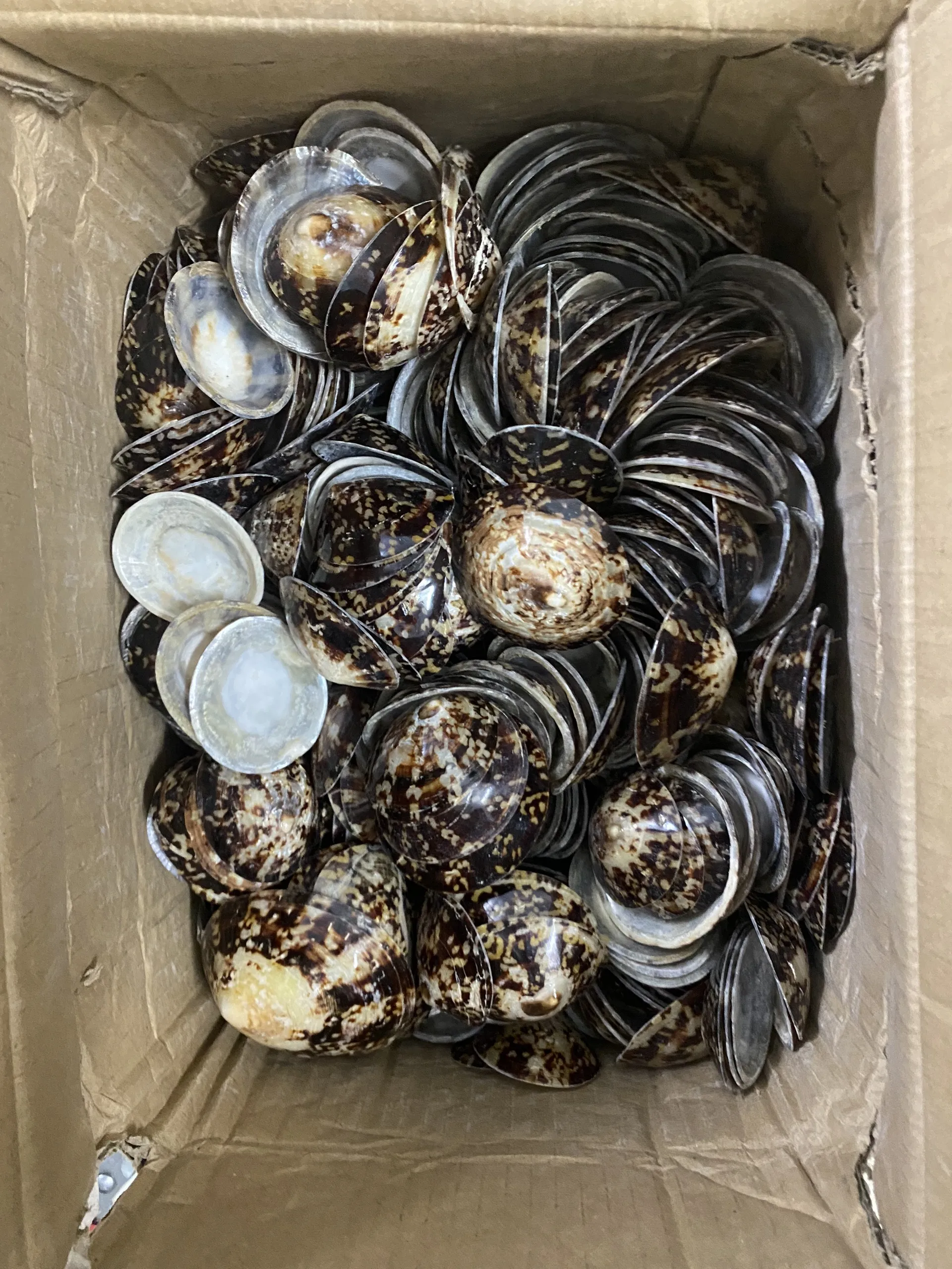 Высококачественная раковина морская Limpet Murex Operculum с конкурентоспособной ценой из Вьетнама для покупателя