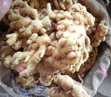 Оптовая продажа свежего сырья оптом многофункциональный вкусный консервированный суши имбирь ломтик белого Маринованного имбиря.