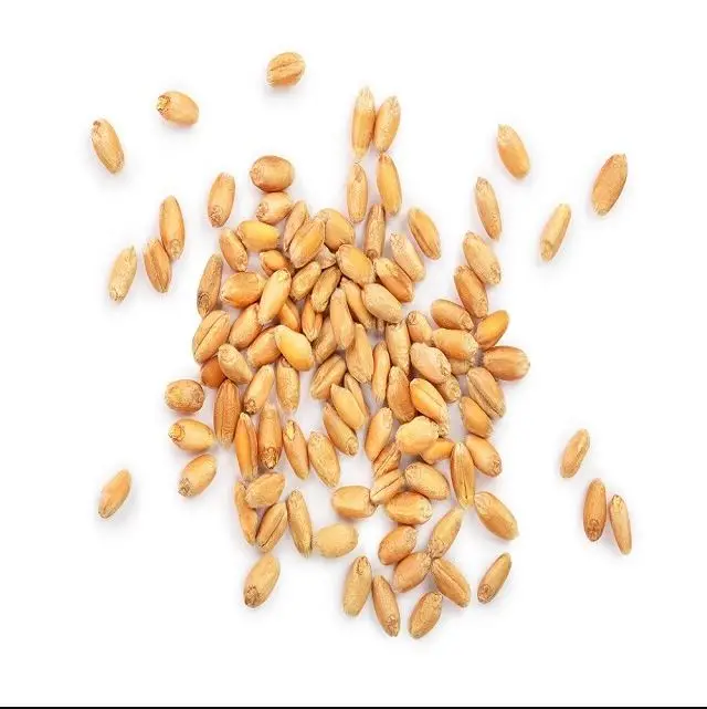 First Grade Animal Feed Wheat 50 Kg Bag Packaging Wheat Seeds Cereal Grain Germany