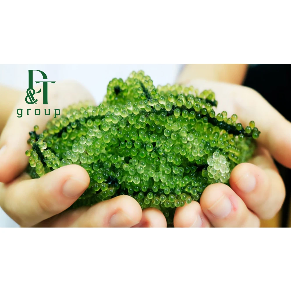 Wholesale Cheap price Sea Grapes/Dried Sea Grapes for Healthy foods - Made in Vietnam