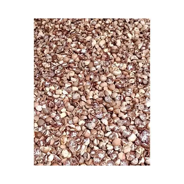 Pattalung provice коричневый орех бетеля Природный фрукт из Южного тайландского источника