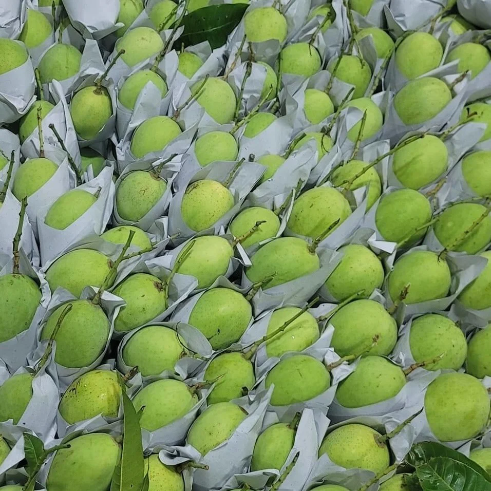 Vietnamese Cat Chu Mango Good For Healthy Fresh Export Purchase Organic Farm Carton Packaging Vietnam Trading